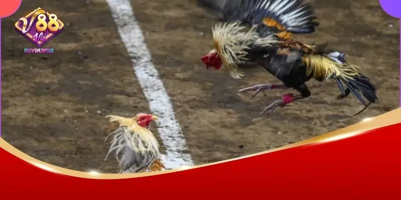 Hướng dẫn đặt cược đấu gà chuẩn 2025