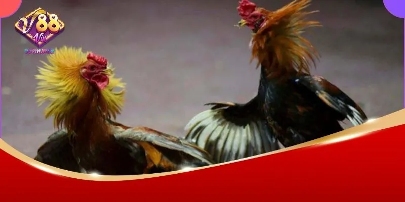 Đá Gà C1 88vin – Sân Chơi Đẳng Cấp Cho Những Trận Đấu Gay Cấn 2 Sơ lược về đá gà C1 88Vin