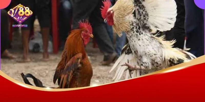 Đá Gà C1 88vin – Sân Chơi Đẳng Cấp Cho Những Trận Đấu Gay Cấn 3 Mẹo cược đá gà C1 chuẩn cao thủ