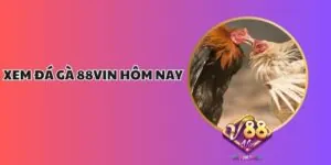 Xem Đá Gà 88vin Hôm Nay